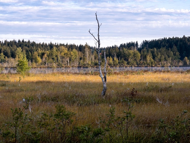 Foto pflanzen, die an land wachsen