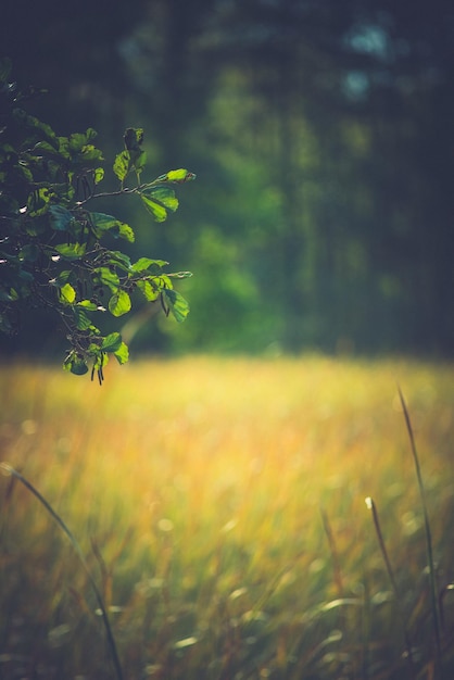 Foto pflanzen, die an land wachsen