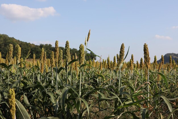 Foto pflanzen, die auf dem feld gegen den himmel wachsen