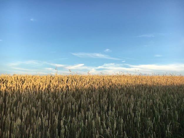 Pflanzen, die auf dem Feld gegen den Himmel wachsen