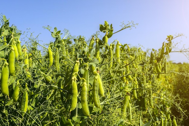 Foto pflanzen, die auf dem feld gegen den himmel wachsen