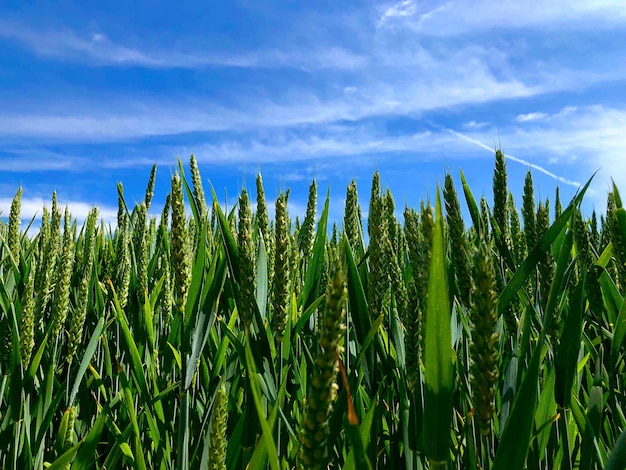 Pflanzen, die auf dem Feld gegen den Himmel wachsen