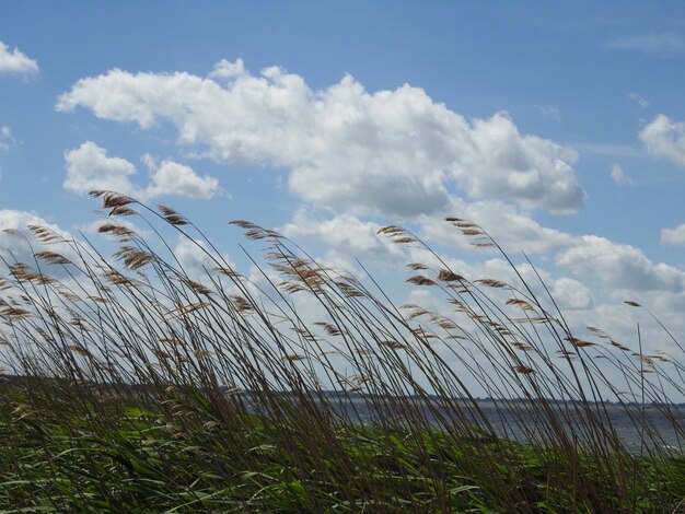 Foto pflanzen, die auf dem feld gegen den himmel wachsen