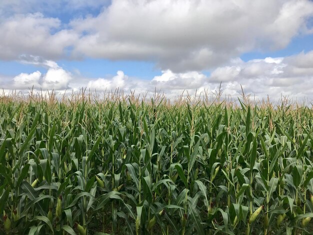 Foto pflanzen, die auf dem feld gegen den himmel wachsen