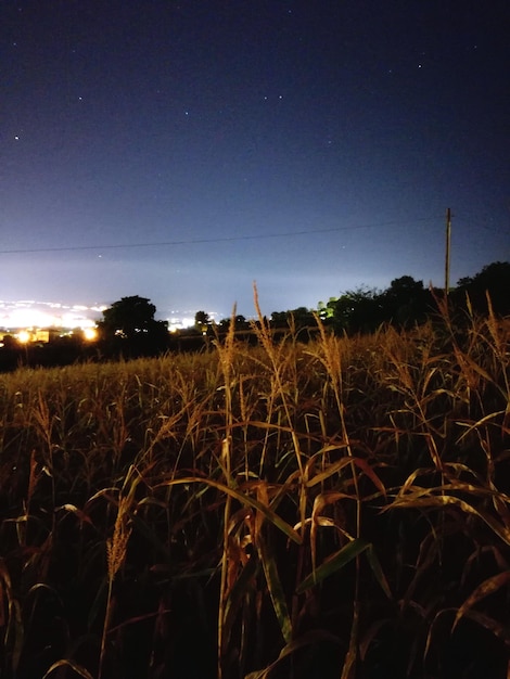 Foto pflanzen, die auf dem feld gegen den nachthimmel wachsen