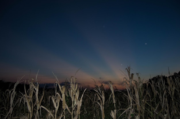 Foto pflanzen, die auf dem feld gegen den nachthimmel wachsen