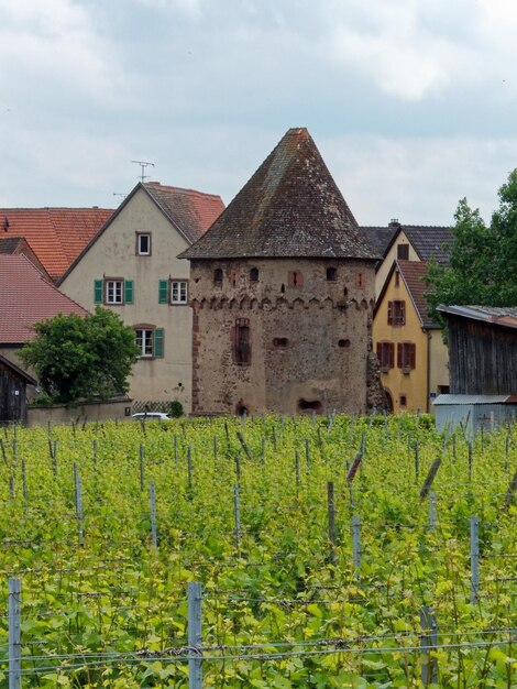 Foto pflanzen, die auf dem feld wachsen, indem sie gegen den himmel bauen