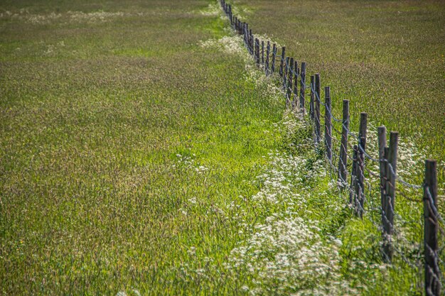 Foto pflanzen, die auf dem feld wachsen