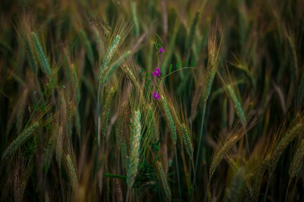 Pflanzen, die auf dem Feld wachsen