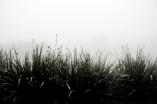 Foto pflanzen, die auf dem feld wachsen