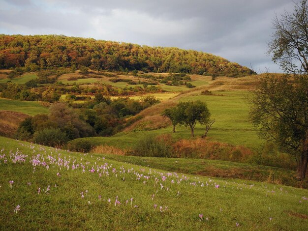 Foto pflanzen, die auf dem feld wachsen