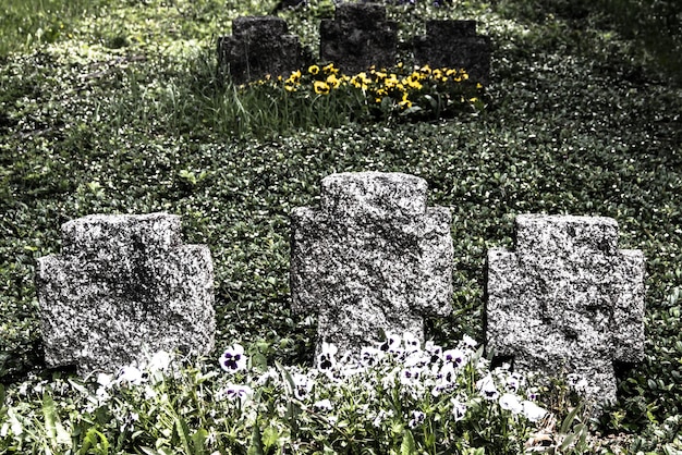 Foto pflanzen, die auf dem feld wachsen