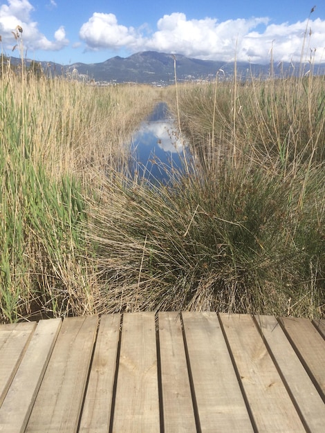 Foto pflanzen, die auf dem land gegen den himmel wachsen