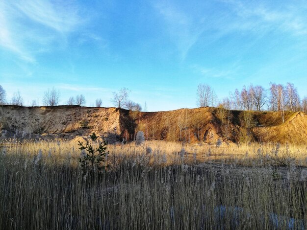 Foto pflanzen, die auf dem land gegen den himmel wachsen