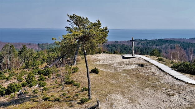 Foto pflanzen, die auf dem land gegen den himmel wachsen