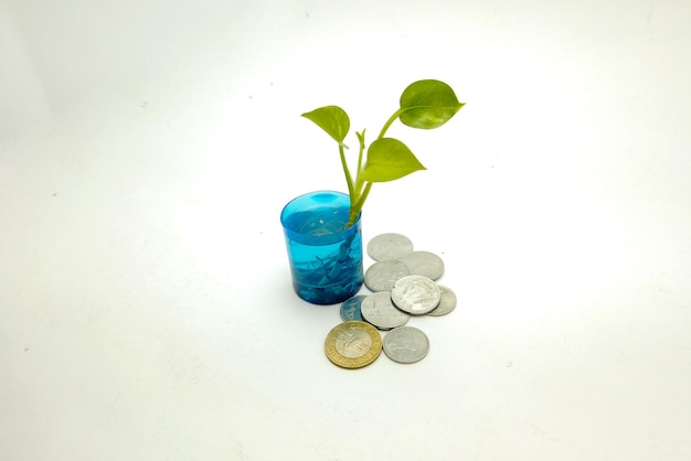 Pflanzen, die auf einem Glasgefäß in der Nähe von Münzen wachsen