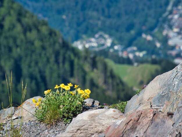 Foto pflanzen, die auf felsen gegen berge wachsen