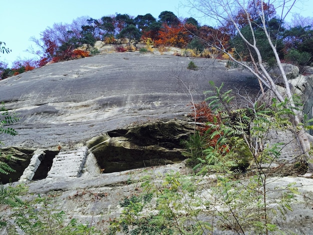 Foto pflanzen, die auf felsen wachsen