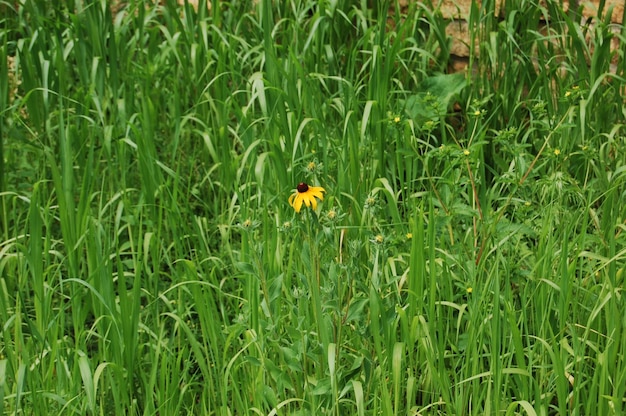 Pflanzen, die auf Grasfeldern wachsen