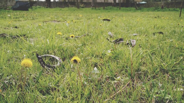 Foto pflanzen, die auf grasfeldern wachsen