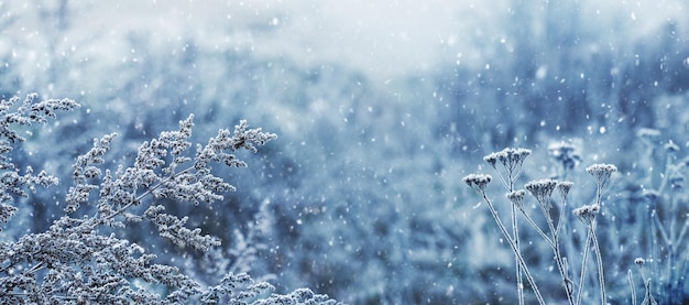 Pflanzen, die bei Schneefall zwischen dicken Büschen im Wald mit Frost und Schnee bedeckt sind