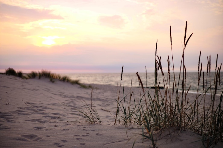 Foto pflanzen, die bei sonnenuntergang am strand gegen den himmel wachsen