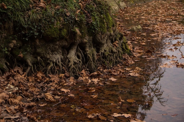 Foto pflanzen, die im herbst im wald wachsen