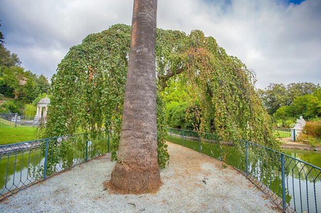 Foto pflanzen, die im park gegen einen bewölkten himmel wachsen