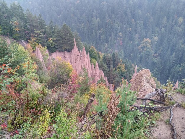 Foto pflanzen, die im wald wachsen