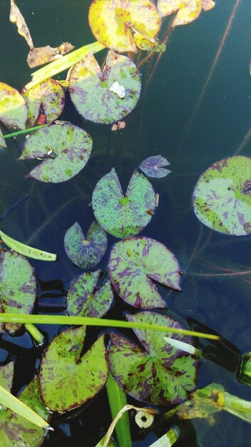 Foto pflanzen, die im wasser wachsen