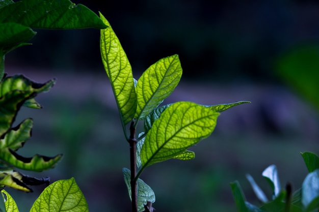 Pflanzen, die tagsüber das natürliche Sonnenlicht auf dunklem Hintergrund reflektieren