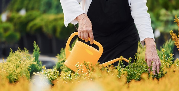 Pflanzen gießen Ältere Frau ist tagsüber im Garten