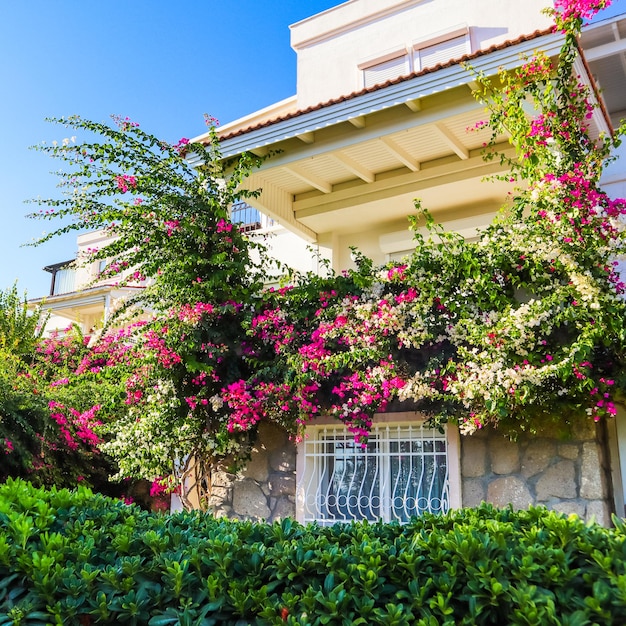 Pflanzen im Garten und rosa und weiße Begonvil-Blumen auf traditionellem Haus in Bodrum, Türkei