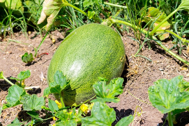 Foto pflanzen im hausgarten an einem sonnigen tag