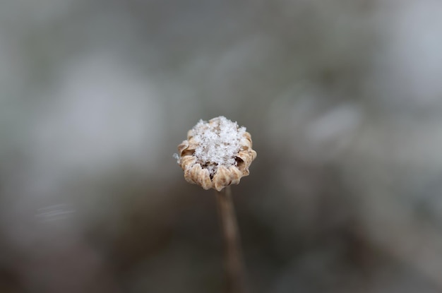 Foto pflanzen im schnee