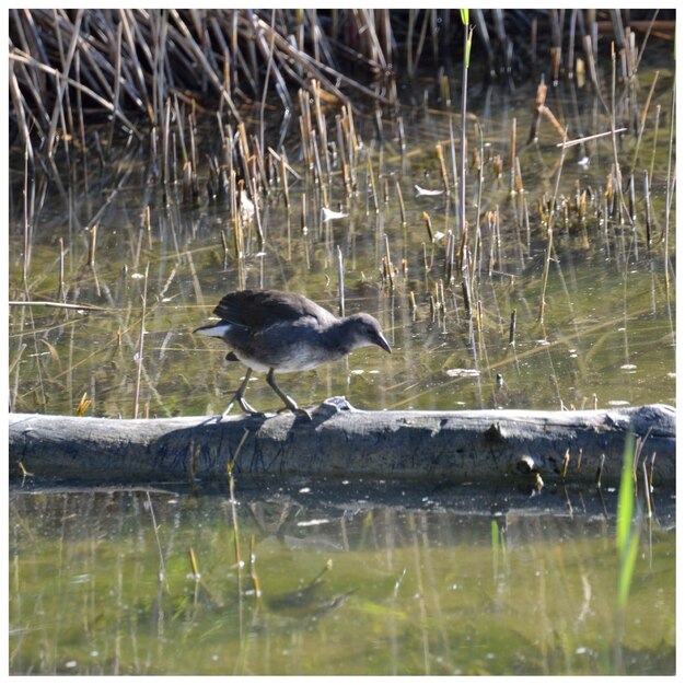 Foto pflanzen im see