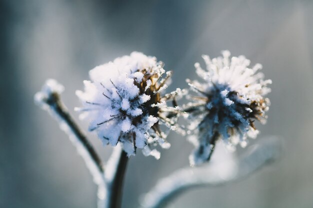 Foto pflanzen im winter mit frost und schnee bedeckt