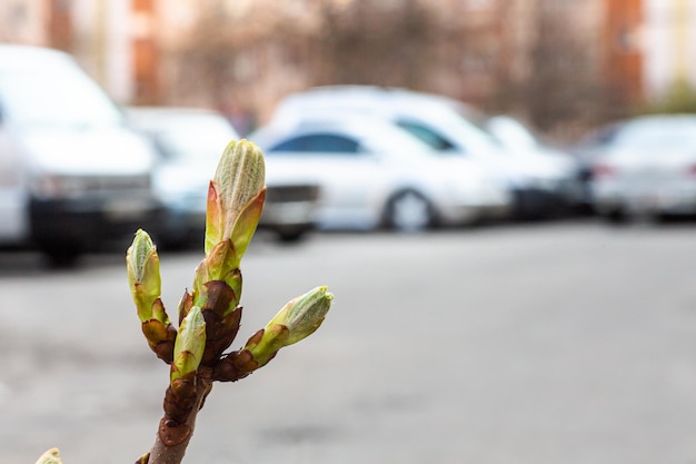 Pflanzen in der Stadt Begrünung von Höfen