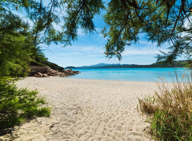 Pflanzen in La Celvia Strand Sardinien