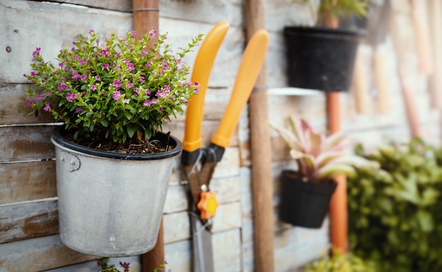 Pflanzen in Metalleimern und Gartengeräten, die an der Holzwand hängenArbeiten im Garten Frühlingsgarten arbeitet Konzept