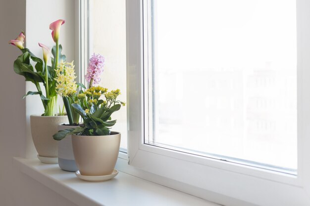 Pflanzen in Töpfen auf weißer Fensterbank drinnen