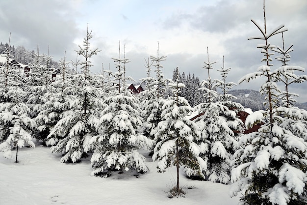 Pflanzen junger Tannen an den Hängen der Berge. Junge Tannen, die mit Schnee in den Karpaten bedeckt sind