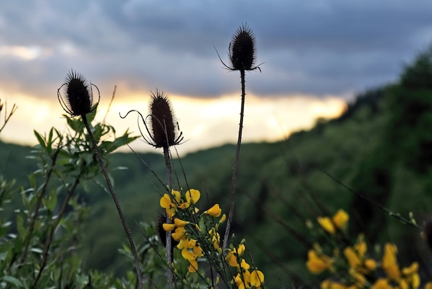 Pflanzen schließen sich bei Sonnenuntergang