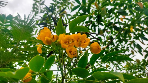 Foto pflanzen sie gelbe blumen im garten