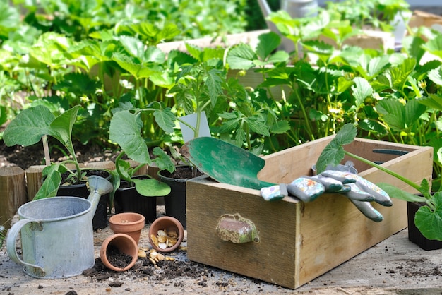 Pflanzen Sie Gemüse im Garten