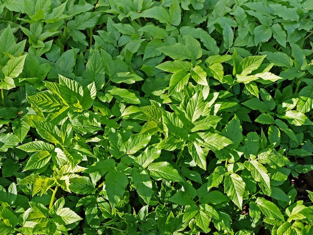 Pflanzen Sie goutweedglagueaiseweed grünen Hintergrund im Wald Essbare Pflanze und Unkraut