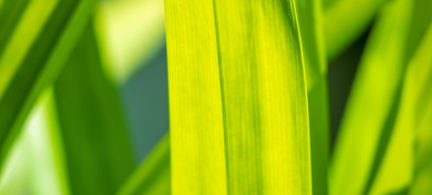 Pflanzen Sie grünes Blatt im Garten mit Bokeh-Hintergrund