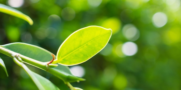 Pflanzen Sie grünes Blatt im Garten mit Bokeh-Hintergrund