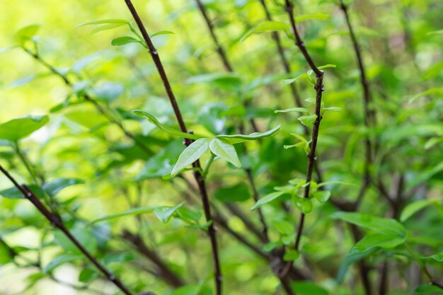 Pflanzen Sie grünes Blatt im Garten mit Bokeh-Hintergrund