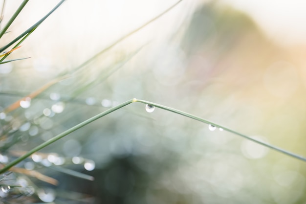 Pflanzen Sie mit Wassertropfen